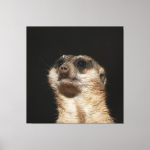 Meerkat 032 canvas print