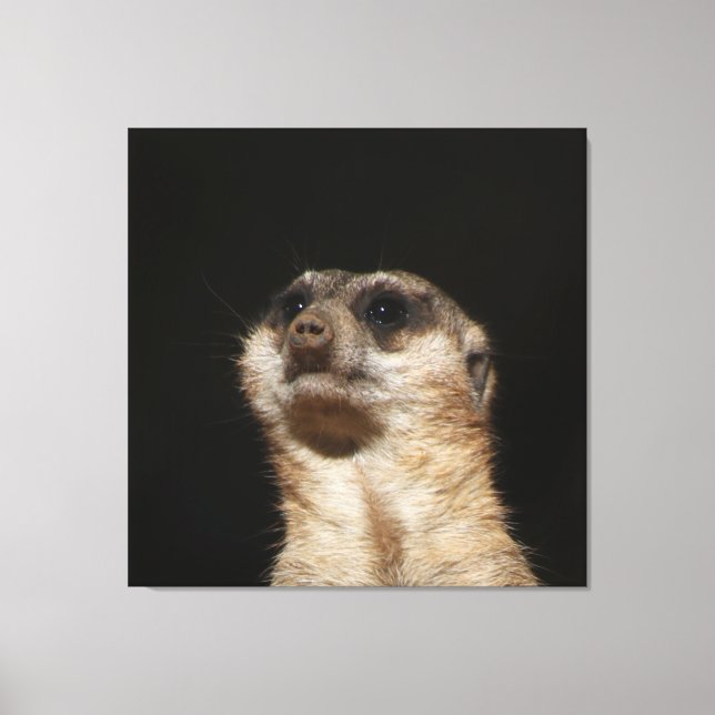 Meerkat 032 canvas print (Front)