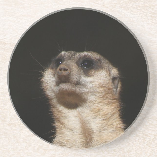 Meerkat 032 coaster (Front)