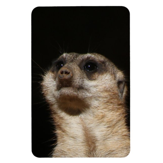 Meerkat 032 magnet (Vertical)