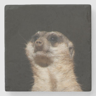 Meerkat 032 stone coaster
