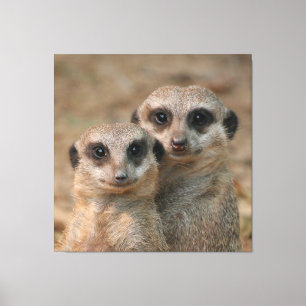Meerkat 033 canvas print