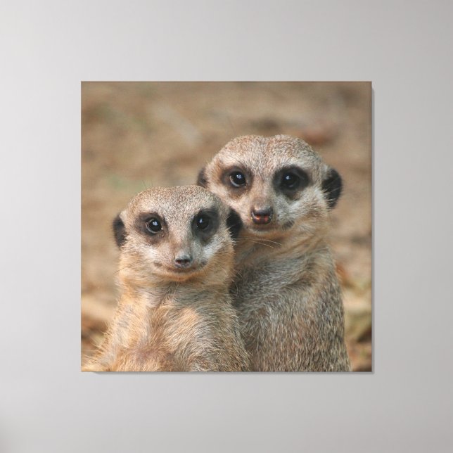 Meerkat 033 canvas print (Front)