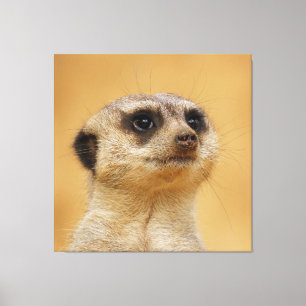 Meerkat 037 canvas print
