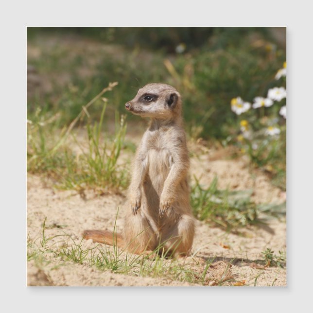 Meerkat 038 (Front)