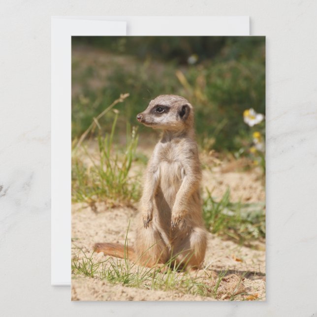 Meerkat 038 holiday card (Front)