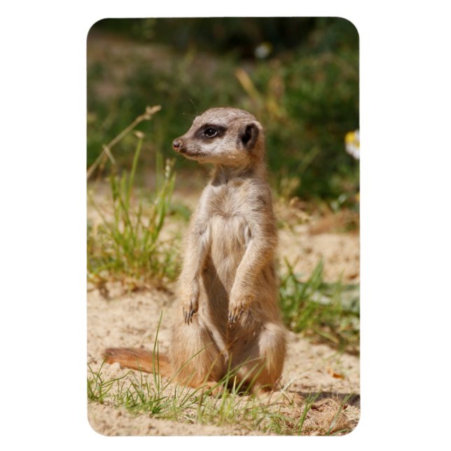 Meerkat 038 magnet (Vertical)