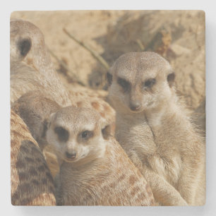 Meerkat 039 stone coaster