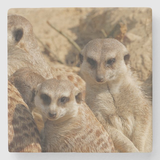 Meerkat 039 stone coaster (Front)