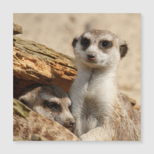 Meerkat 042