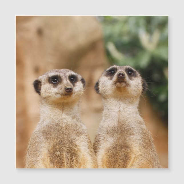 Meerkat_044 (Front)