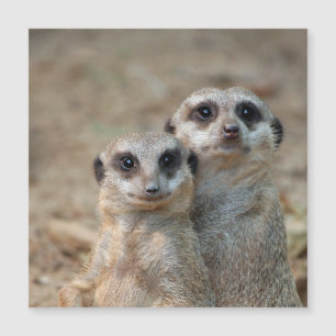 Meerkat 047