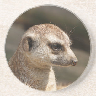 Meerkat 048 coaster