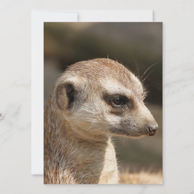 Meerkat 048 holiday card (Front)