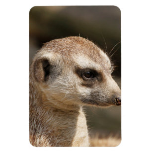 Meerkat 048 magnet