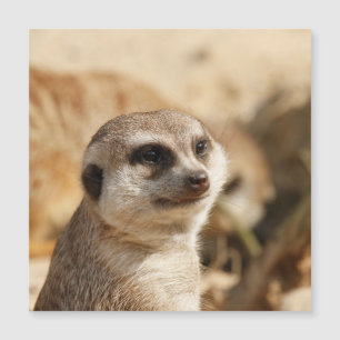 Meerkat 052