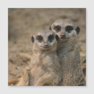 Meerkat 067