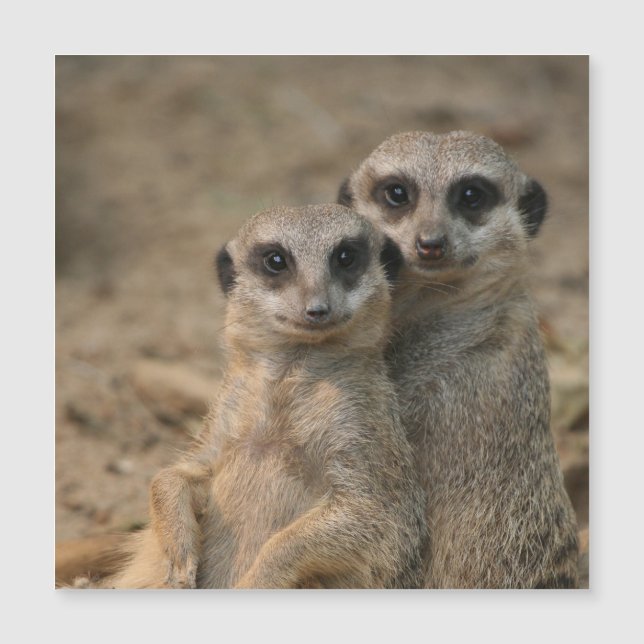 Meerkat 067 (Front)