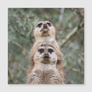 Meerkat 081