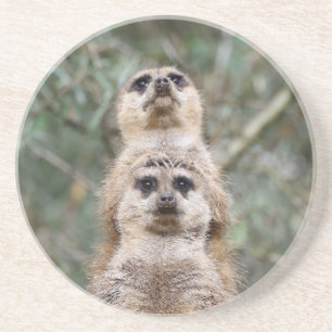 Meerkat 081 coaster