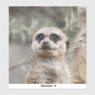 Meerkat 082