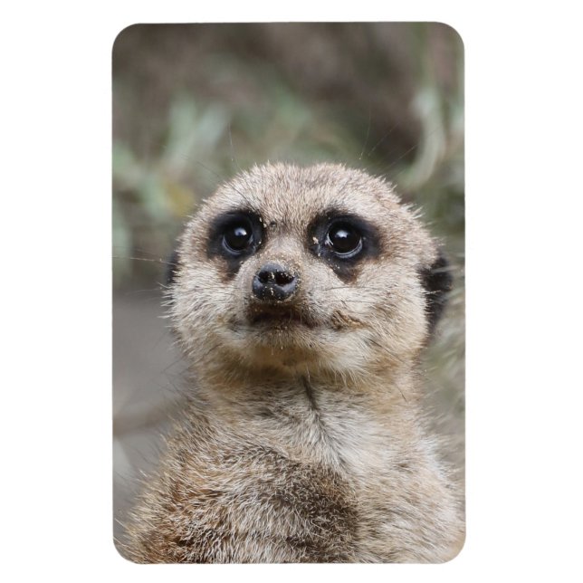 Meerkat 082 magnet (Vertical)