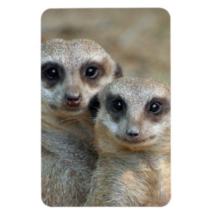 Meerkat 085 magnet