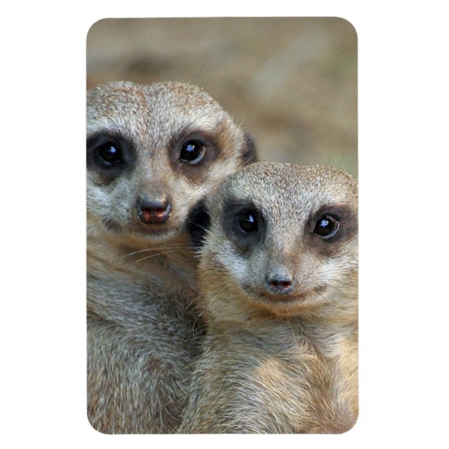 Meerkat 085 magnet (Vertical)