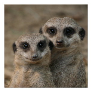 Meerkat 098 poster