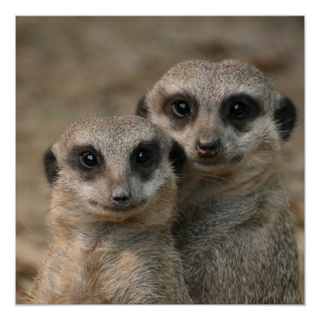 Meerkat 098 poster (Front)
