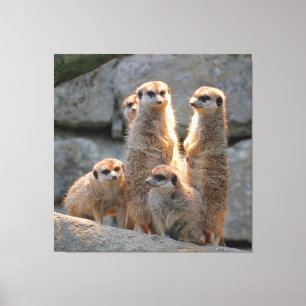 Meerkat 110 canvas print