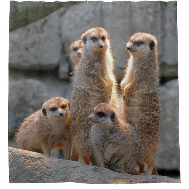 Meerkat 110 shower curtain (Front)