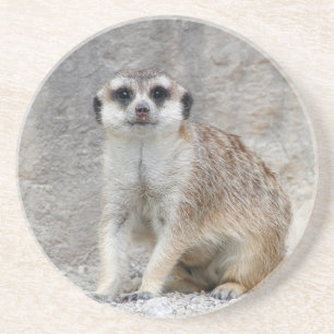 Meerkat 134 coaster