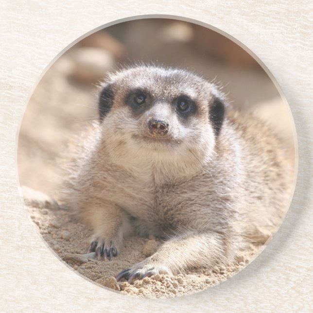 Meerkat 174 coaster (Front)