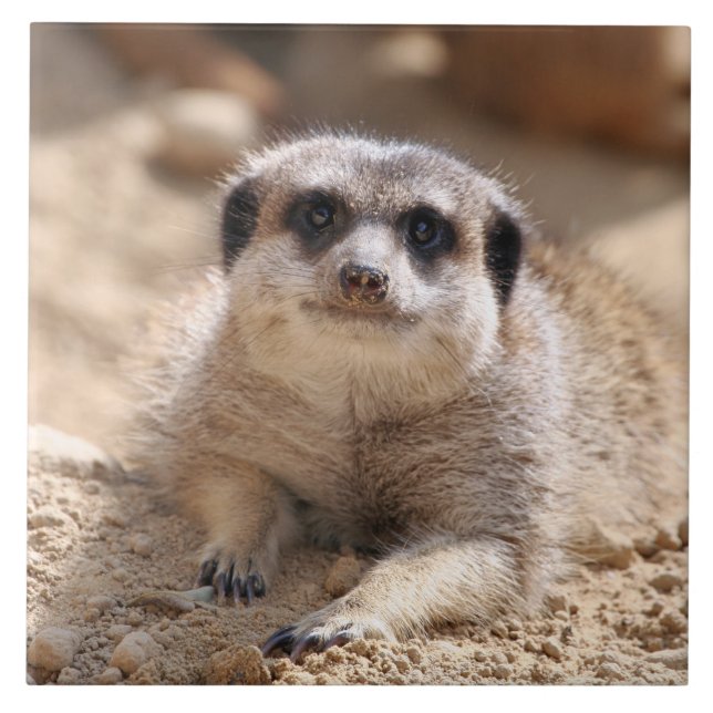 Meerkat 174 tile (Front)