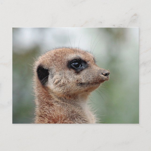 Meerkat 180 postcard (Front)