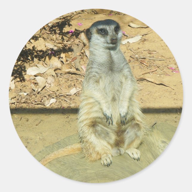 Meerkat #1 Stickers (Front)
