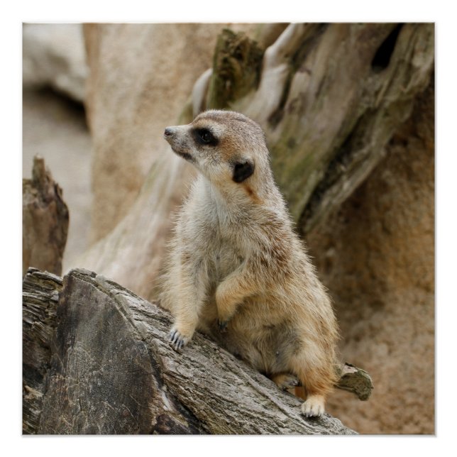 Meerkat 2014-1001 poster (Front)