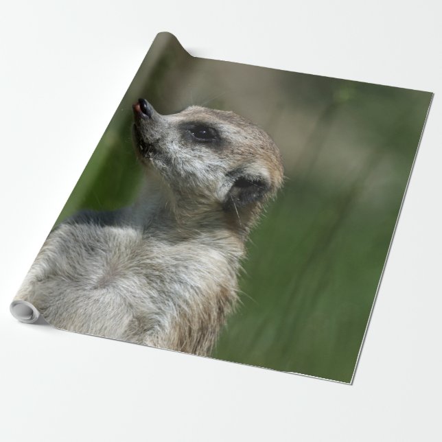 Meerkat_2014_1006 Wrapping Paper (Unrolled)