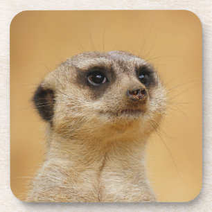 Meerkat 2014-1101 coaster