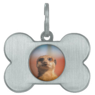 Meerkat_2015_0401 Pet Name Tag