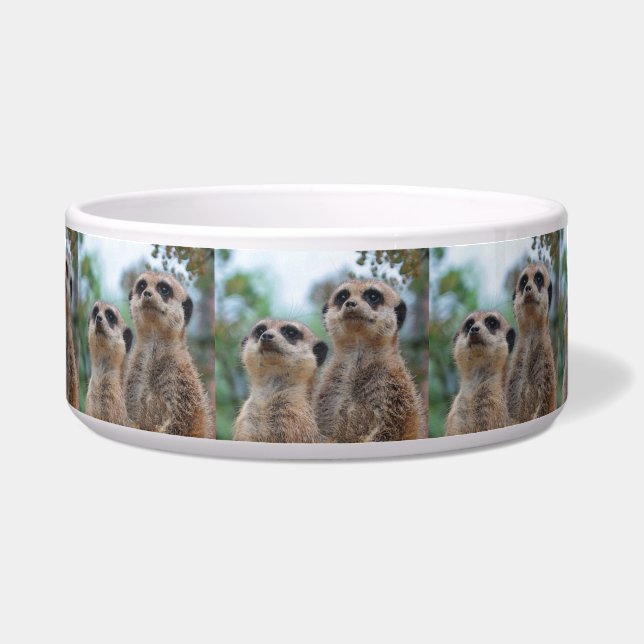 Meerkat_2015_0410 (Front)