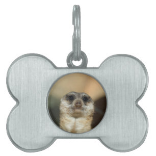 Meerkat_2015_0501 Pet Name Tag