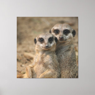 Meerkat_20170901_by_JAMFoto Canvas Print