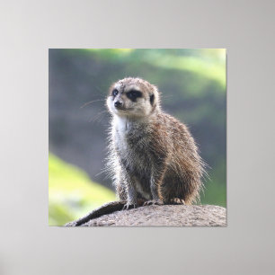 Meerkat_20171101_by_JAMFoto Canvas Print