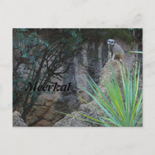 Meerkat # 2 postcard