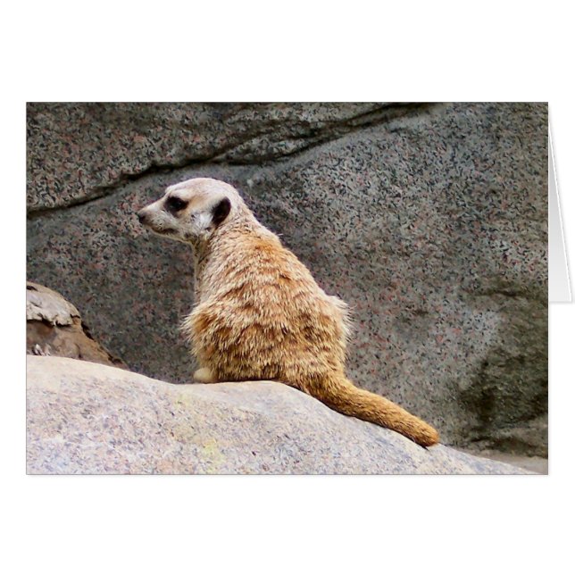 Meerkat #3 (Front Horizontal)