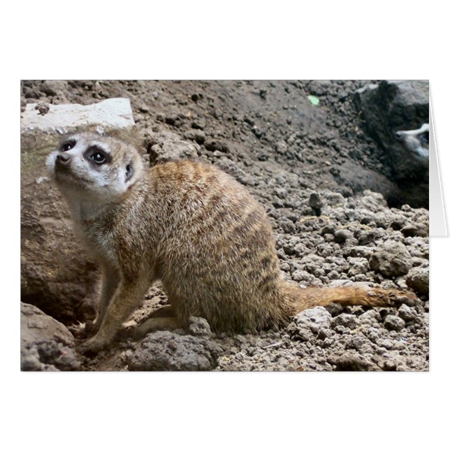 Meerkat #6 (Front Horizontal)