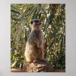 Meerkat And Big Green Leaves, Poster