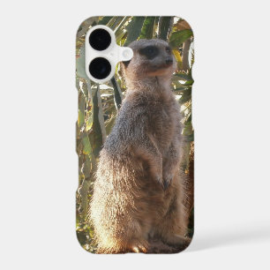 Meerkat And Blue Butterflies,